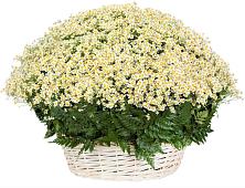 Цветочная композиция из Ромашки в корзине #REPLACE_PRED# Горно-Алтайске